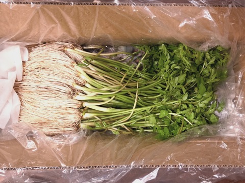 根っこが主役！湯沢市産『三関せり』500g：秋田県産のその他茎野菜