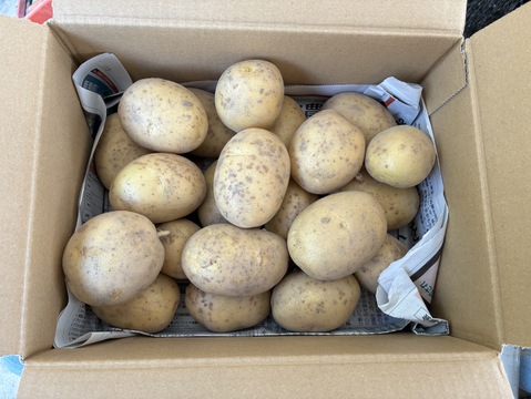 【煮崩れしにくいホクホク感】掘りたて新じゃが「十勝こがね」Ｍサイズ ２kg