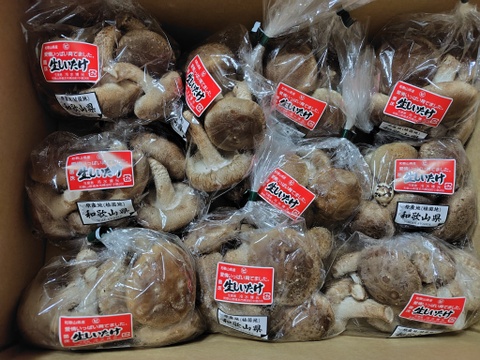 2㎏まとめ買い！菌床生しいたけ　小さくても美味しい（２㎏）