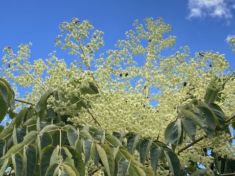 夏のハチミツさん（百花蜜）160g