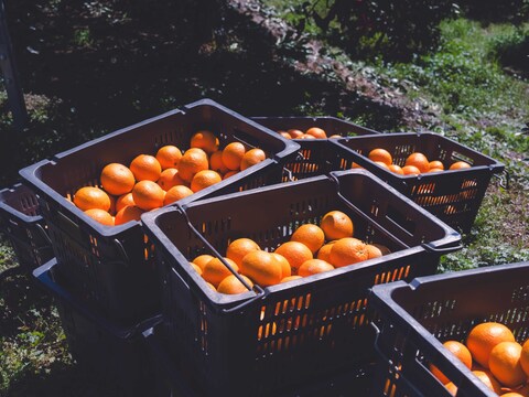 芳醇な香りと果汁あふれる 【清見オレンジ】Aセレクション3kgBOX（2.5kg）