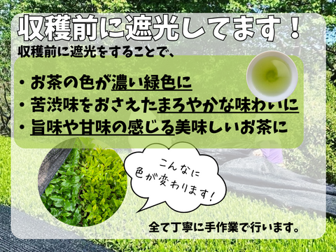 【2026年新茶】荒茶仕上げ力強いお茶の味　甘味とコクの品種　さえみどり　70ｇ