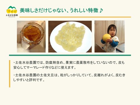 🏆食べチョク柑橘グランプリ銀賞　土佐文旦　家庭用　大玉　3㎏(4～5個)　黄色いしあわせ®　高知県土佐市産　”北海道への配送専用商品です”
