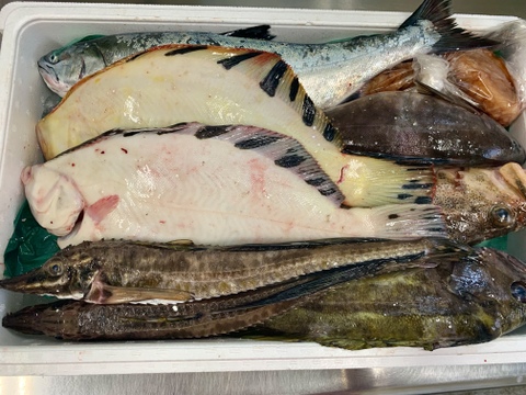 松コース 【年明け発送】船頭にお任せ！鮮魚ボックス（詰め合わせ）海鮮セット