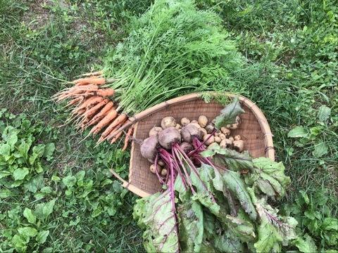 馬と育てた人参！葉付き間引き人参