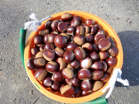【１０月収穫の新鮮な栗】 マンモス栗　新鮮秋の栗