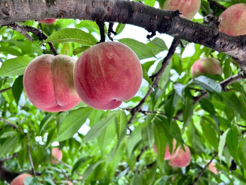 桃の王様！山形県産川中島白桃【丸かじりサイズ2キロ】