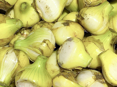 【訳あり】淡路島産新たまねぎ 5kg 兵庫県認証食品 ひょうご安心ブランド