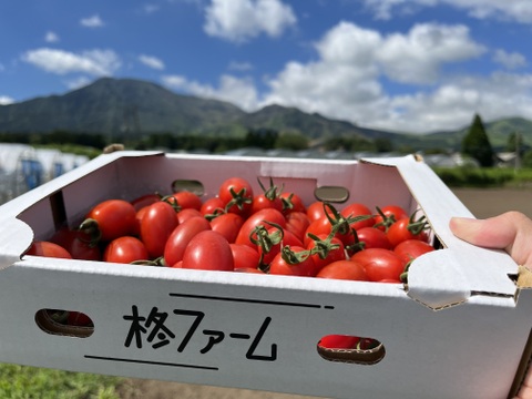 広大な阿蘇で生まれた！赤い輝き『阿蘇アイコトマト』