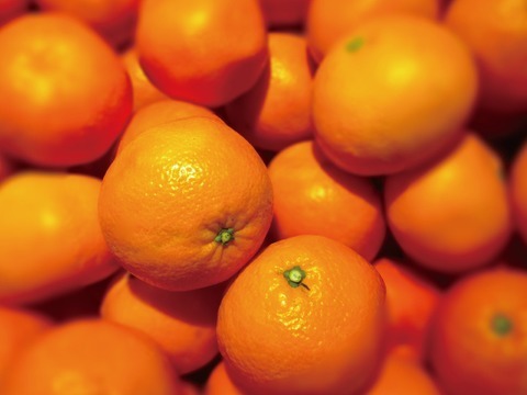 「こたつで食べたい！みかん・まどんなセット」旬の2種食べ比べ！頂まどんな＆頂みかん 4kg（2kg×2結束してお届け）