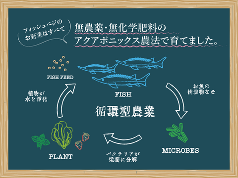 【国産有機にんじん使用】にんじん生ドレッシングとレタスのセット　　添加物・化学調味料・着色料不使用