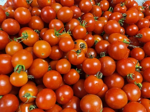小さな実に、夏のひかりを詰めこんで【ミニトマト2kg】