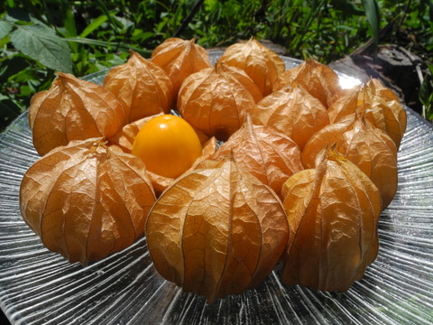 10月限定 食べる宝石 有機オレンジチェリー 食用ほおずき 500g およそ40粒前後 長野県産 食べチョク 農家 漁師の産直ネット通販 旬の食材を生産者直送