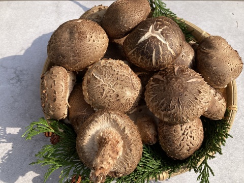 【たっぷりお買い得】1.8kg 原木栽培 生しいたけ 原木椎茸