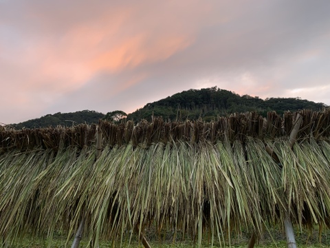【黒米】手植え 手刈り 天日干しの自然栽培米 300g×5袋