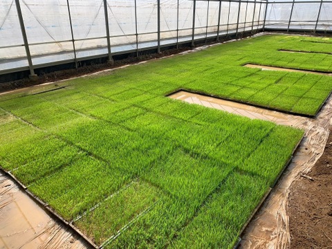 【令和7年度産　山の水で育った】　高知県香南市産コシヒカリ　精米5Kg×1袋