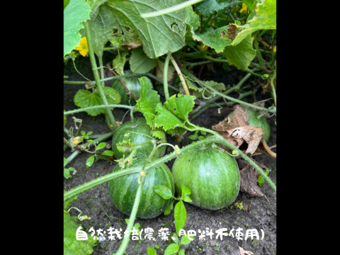 【自然栽培】優しい甘み！徳島県産なりくらマクワウリ 3kg