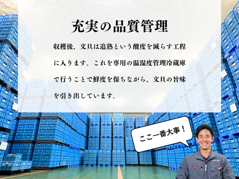 【ギフト用7kg】濃厚でジューシー！潮風を浴びた南国高知県育ちの土佐文旦　柑橘みかん　オレンジ