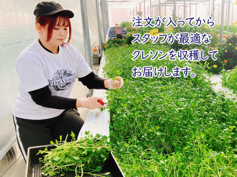 【FISH VEGGIES】サラダクレソン 30g　化学肥料/農薬不使用だから安心して食べられる