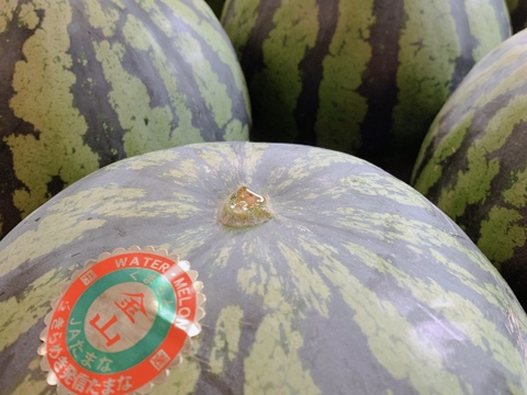 【幻】金山すいか 大玉  1玉 7kg～8kg