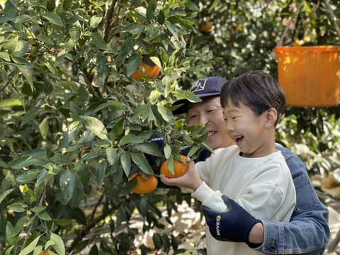 【母の日ギフト】せとか×デコ 食べ比べセット3kg｜春限定・贈って喜ばれる柑橘ギフト