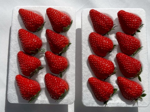 濃厚な味わい紅ほっぺ250g×4p