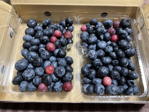【数量限定】訳あり特価！！大人気ブルーベリー！！　7月上旬～8月下旬まで　ご家庭用　500g（250g×2パック）