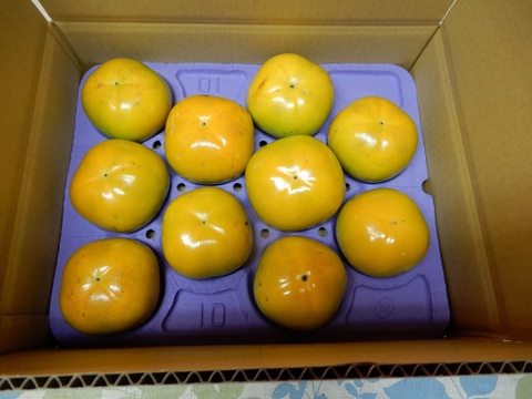 美味しさ抜群（早生の柿）「太秋」「太雅」「輝太郎」９個～１２個入３.５㎏以上