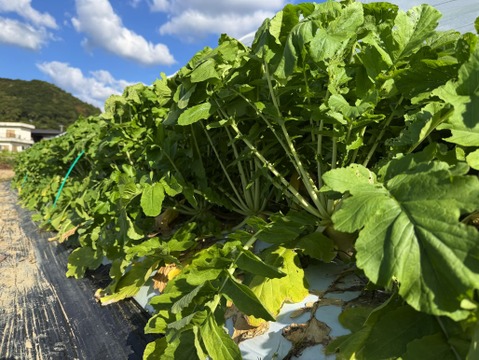 【福袋】カレンダー付：絶品！とくうま秋冬野菜１０〜１２品セット