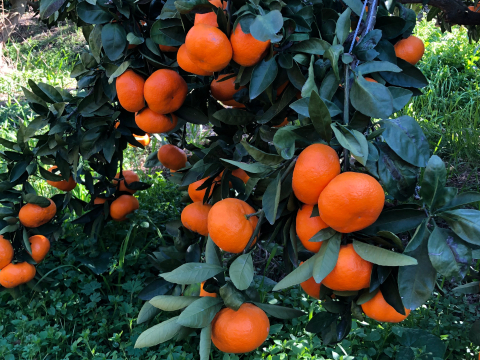 濃厚完熟　大津みかん　ご家庭用・10ｋｇ