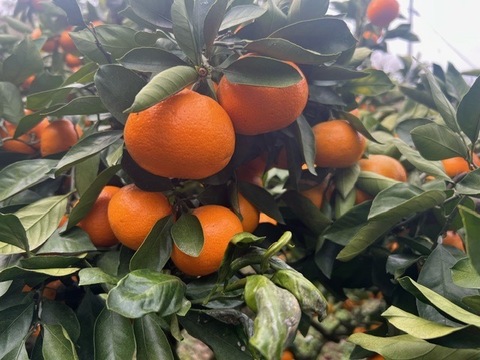 訳あり家庭用　みかん6.5㎏（75個〜80個）