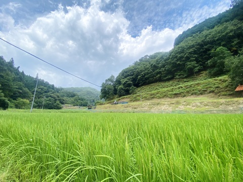 収穫から3日~7日以内の【 生きたお米 】
農薬&化学肥料80%以上大幅減 !!
令和7年度 新米 広島県産 玄米10kg
はんでん 代表品種 特別栽培米 ヒノヒカリ