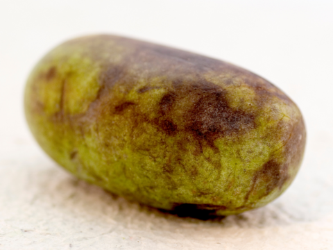 =訳あり=【幻のフルーツ☆森のカスタード】ポポー1.5Kg（約１０個）以上をお届け【クール便】