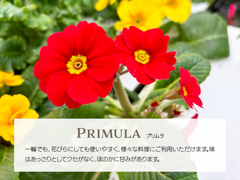 【詰め合わせ】エディブルフラワー・化学肥料/農薬不使用の安心して食べられるお花　30輪