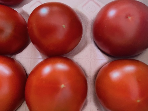 【９月下旬以降出荷分】あ、あまい・・！高糖度トマト 0.8kg　化学肥料・農薬完全不使用　青森県産