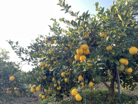 まろやかな酸味と溢れる果汁！宮崎県産マイヤーレモン　２キロ