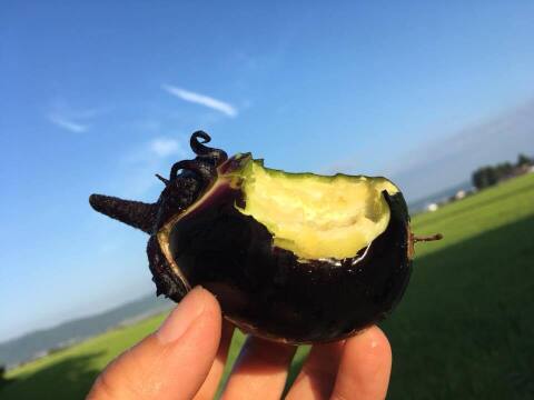 会津伝統野菜 会津丸茄子4個、黒十全茄子４個 【農薬化学肥料除草剤不使用】