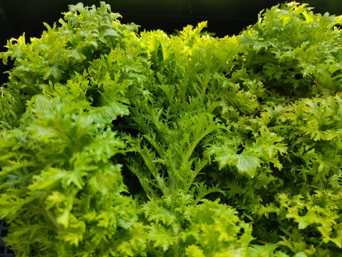 ✨農薬・化成肥料不使用の採れたてサラダセット（たっぷり600g：わさびリーフ300g+ミックスレタス300g）✨