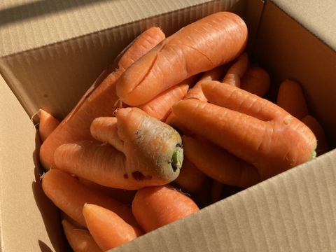 甘み旨みたっぷり！訳あり人参！栄養価コンテスト人参部門最優秀賞受賞！訳あり人参5kg 化学合成農薬・化学肥料・除草剤不使用！割れ　ヒビ　又割れ　傷　少々の虫食い　味は通常人参と同じ！　個性豊かな人参