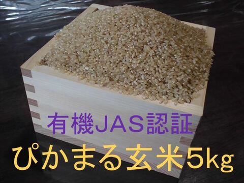 有機JAS認証【農薬不使用「ぴかまる」玄米5kg】美味しくもちもち柔らか 2024年兵庫県産「タガメの里・自然米」