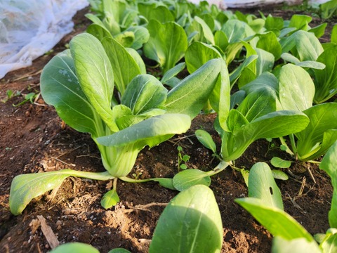 信州冬野菜セット【10品目】