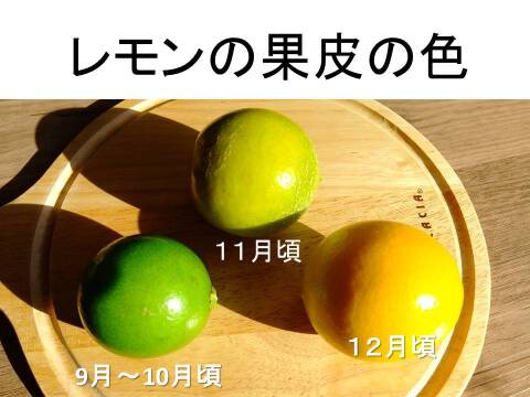 【数量限定】2種の柑橘セット　オレンジレモンと花ゆず　農薬不使用