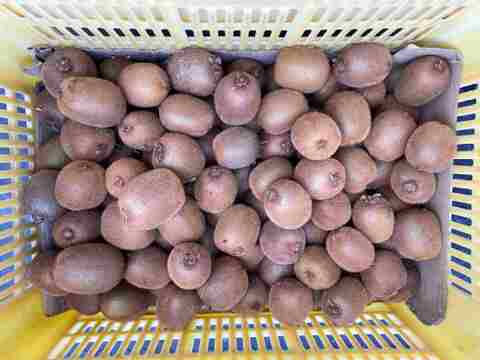農薬・化学肥料不使用、　熟成で甘みが乗ってきたグリーンキウイS～Ｌサイズ２ｋｇ
