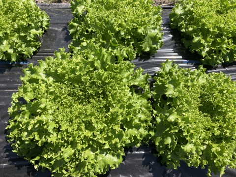 おべじの小さな畑便 ≪初夏のサラダ野菜セット≫