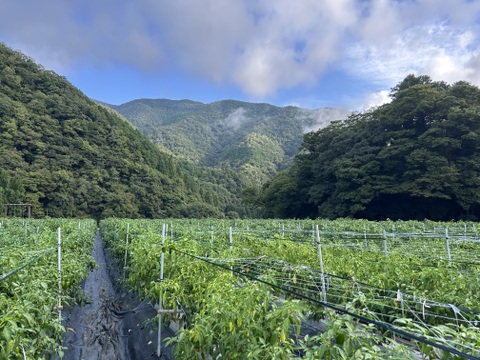 【予約】【関西一のピーマン産地、「たじま」からお届け】　朝採れ発送！　兵庫県香美町産「たじまのピーマン１０ｋｇ」