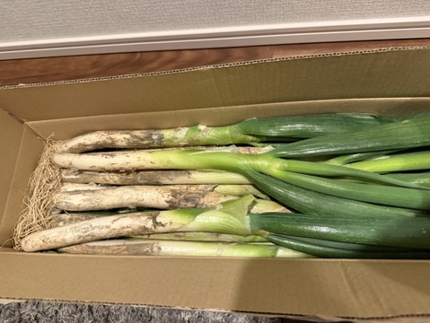 🚨霜に当たり甘さの増した【至福の極甘ネギ❗️❗️】✅🎁人気NO.1✅🎁M／L混合【4本増量❗ 】22本<3kg>❗3,000円→980円❗️❗️ ✨信州産✨【特別栽培】✨【無消毒栽培】