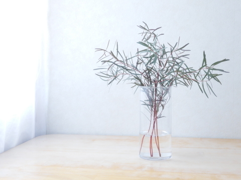 ユーカリ枝物【ニコリ】(30～40㎝/10本)インテリアをおしゃれに！アレンジにも
