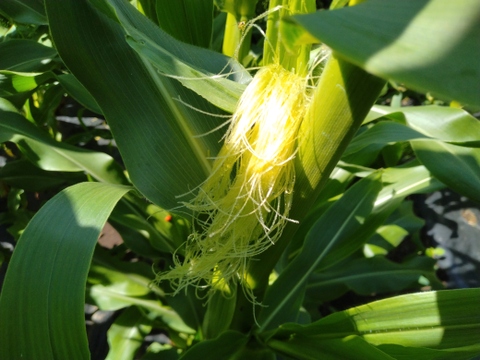 【八ヶ岳山麓茅野産】朝採り 新鮮な ヒゲ付 皮付🌽ヤングコーン🌽５０本🌽