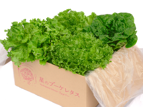 サクッ！うまっ！星のブーケレタス🥬【水耕栽培レタス】🥬３種セット１kg(クリスピー2、ロメイン1、リーフ1)