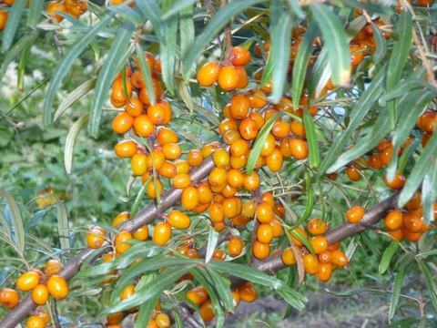 元気カラーで華やかに‼北海道十勝産冷凍ベリー詰め合せ（6種計1kg）